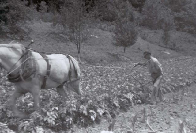 Fred Tipton plowing garden..jpg